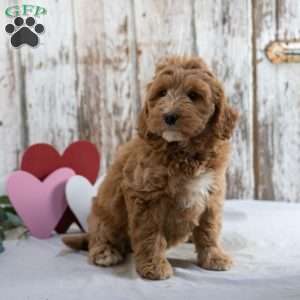 Harriet, Mini Labradoodle Puppy